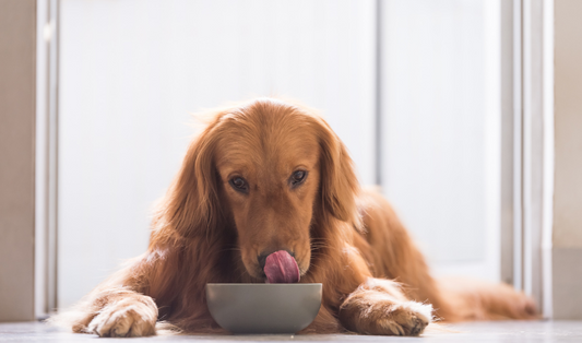 Bone Broth, Goat Milk, and Your Pet's Nutrition