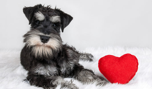 Love That Lasts: Healthy Ways to Care for Your Pet