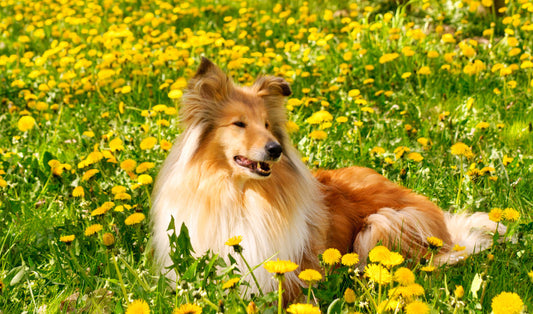 Outdoor Adventures with Pets: Preparing for Spring Activities