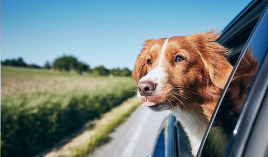 Road Trip Ready: Travel Essentials for Pets on the Go