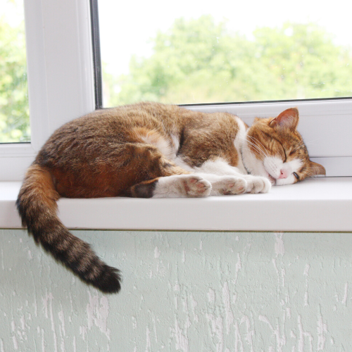 Cat laying on a windowsill