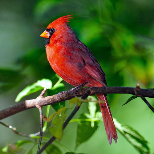 Cardinal on a branch