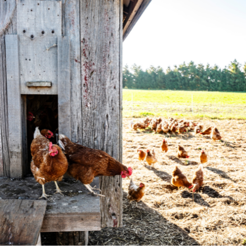 Chickens walking out of a coop