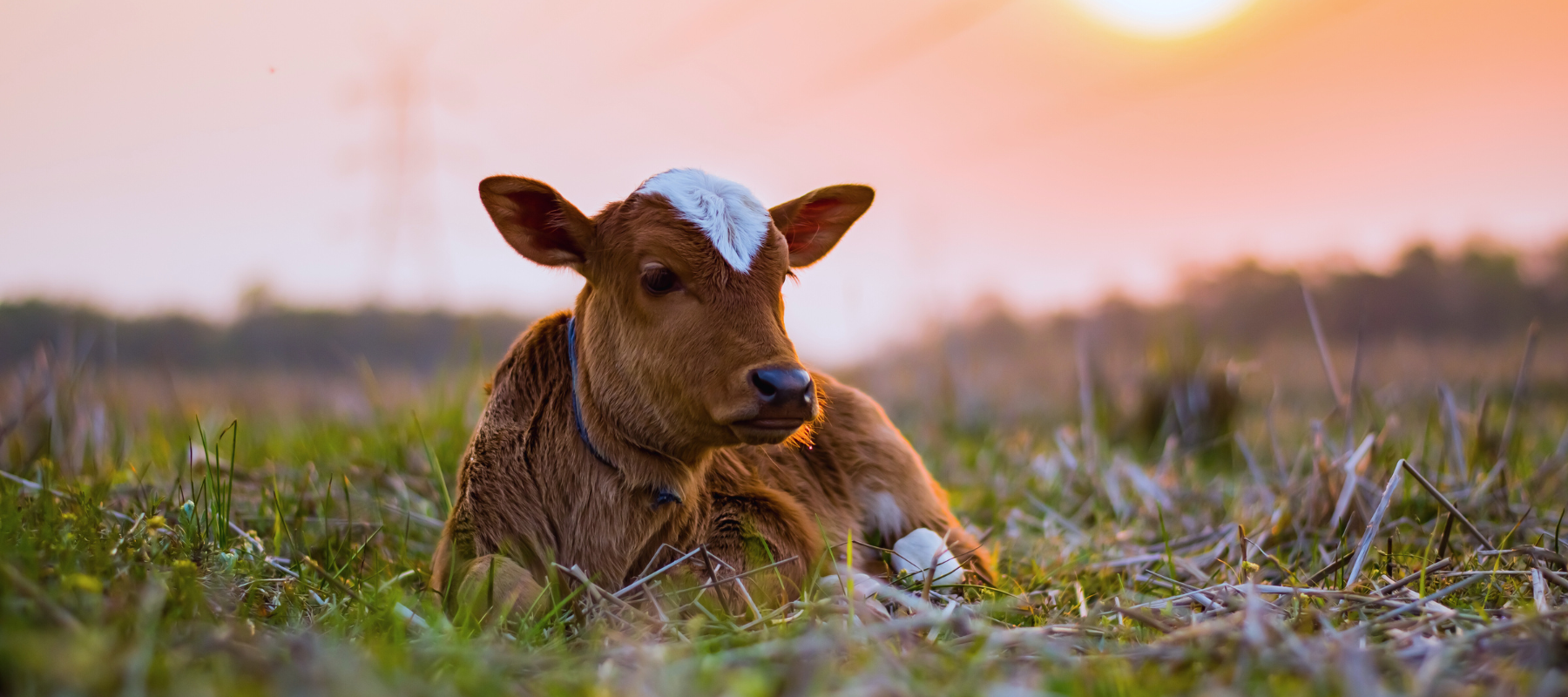 Cattle sitting in a field at sunset